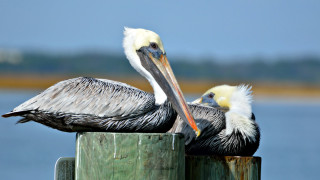Pelicans resting on pilings along the river's edge at St. Augustine, Florida.