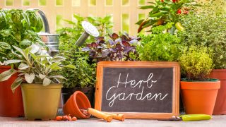 Herb garden at home yard in with pots of herbs in front of fence